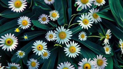 Wall Mural - Top view of vibrant daisy flowers surrounded by lush dark green leaves in a natural garden setting