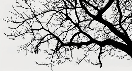 Wall Mural - branch silhouette against a white background creating a stark contrast and an artistic representatio