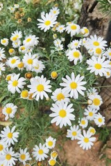 Wall Mural - close up of white daisy flowers in garden