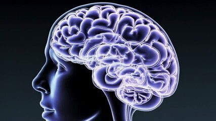Poster - human brain anatomy