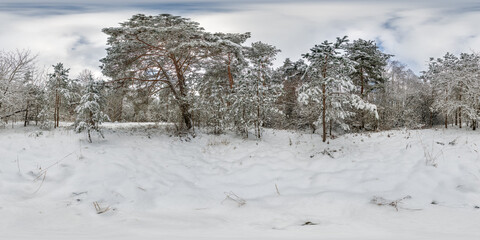 Wall Mural - winter full spherical hdri 360 panorama view pedestrian road in snowy forest in equirectangular proj