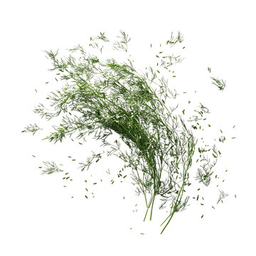 a handful of fresh dill weed with fine feathery leaves isolated on transparent background