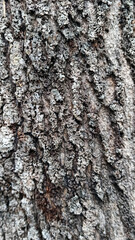 exotic tree bark texture