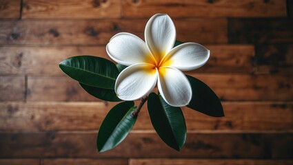 Fototapete - Elegant white frangipani flower with vibrant yellow center resting on rustic wooden floor background in soft selective focus.