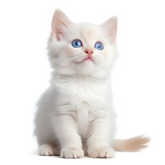  Adorable Cream Kitten with Bright Blue Eyes on White Background