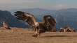 © ADDICTIVE STOCK - Griffon vulture landing with wings spread in mountainous terrain