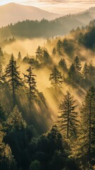 Wall Mural - Misty forest with sunlight streaming through trees, creating a serene and magical atmosphere. Tranquil nature and wilderness concept