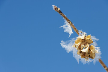 Wall Mural - large flat ice crystals on dry yellow plant seed with blue sky