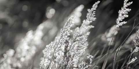 Poster - A black and white photo of tall grass