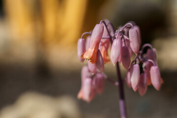 Wall Mural - Close-up photo of cute purple Kalanchoe fedtschenkoi flower buds growing