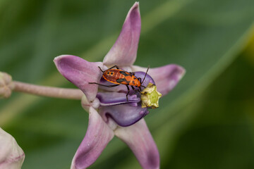 Wall Mural - red cotton bug (cotton stainer bug) on calotropis gigantea flower.