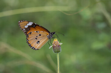 Wall Mural - plain tiger perched on a grass flower and photographed in macro.