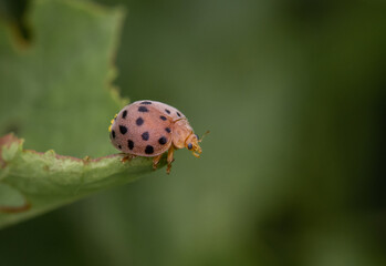 Wall Mural - Ladybird, Ladybug on green leaf close u shot.