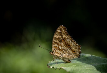 Wall Mural - lemon pansy (linnaeus, 1758) male and female butterflies have brown wings, orange eye spots, and fad