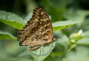 Wall Mural - lemon pansy (linnaeus, 1758) male and female butterflies have brown wings, orange eye spots, and fad