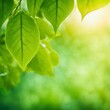 © Tanvir Rahman  - green leaves background