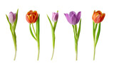 Collection of tulip flowers isolated on transparent background. Set of variety springtime tulip flower for holiday decoration design.