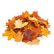 © Natthakan - A vibrant pile of autumn leaves showcasing beautiful colors and textures. transparent background