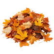 © Natthakan - A vibrant pile of autumn leaves showcasing beautiful seasonal colors. transparent background
