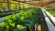 © Khalid - A hydroponic farm with rows of leafy greens showcasing sustainable agriculture and ecofriendly food production clear view