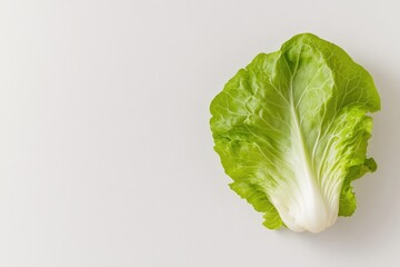 Wall Mural - clean photo of single leafy lettuce head placed on pristine white background surrounded by soft shadows and generous