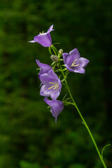 Wall Mural - Photo of Campanula latifolia flower, broad-leaved bellflower, urple, botany forest meadow, spring flowering plant forest, nature macro photo