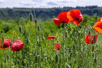 Wall Mural - Papaver rhoeas or common poppy, red poppy is an annual herbaceous flowering plant in the poppy family, Papaveraceae, with red petals