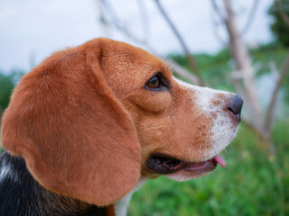 Wall Mural - Close-Up Portrait of a Brown and White Beagle Dog Outdoors