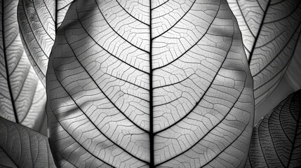 Canvas Print - Translucent leaves create an intricate pattern, showcasing fine veins and textures in monochrome, Ideal for nature-themed projects, backgrounds, or artistic compositions,