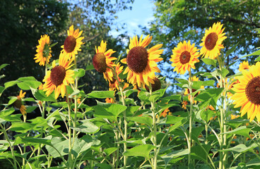Wall Mural - uncountable vibrant yellow sunflowers blooming in the field