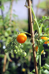 Wall Mural - Closeup of Tomatoes ripening in a greenhouse, Yorkshire England
