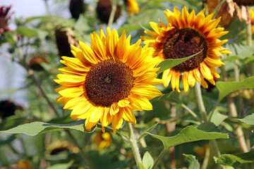 Wall Mural - Closeup of two sunlit Sunflower blooms, Yorkshire England
