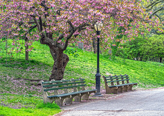 Wall Mural - Central Park in spring