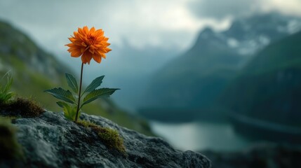 Wall Mural - Orange Flower On Rock,