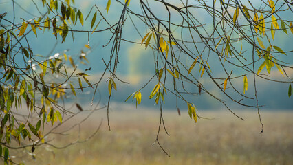 Wall Mural - Willow branches with foliage on a blurred background.