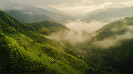 Wall Mural - Misty Mountain Rice Terraces: A Breathtaking Aerial View