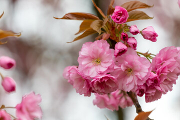 Wall Mural - Close-Up of Pink Cherry Blossom Sakura Flowers in Bloom