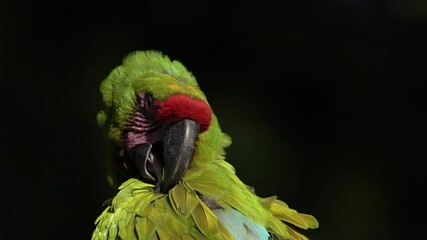 Big green parrot, cleaning plumage feathers. Close-up detail portrait in nature. Ara ambigua, Green parrot Great-Green Macaw on tree. Wild rare bird in habitat, sitting on branch in Costa Rica.