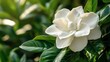 © Puttipong - A white gardenia flower with deep green leaves behind it.
