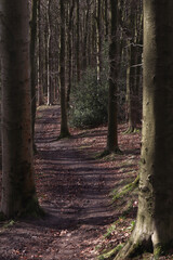 Wall Mural - Path in the woods