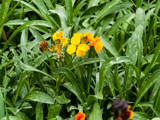 erysimum cheiri, cheiranthus cheiri, the wallflower. it is widely cultivated as a garden plant