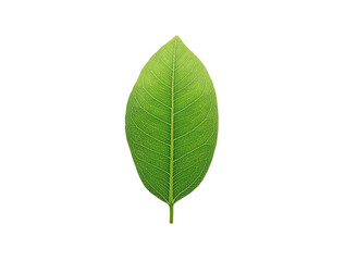 Wall Mural - high-resolution image of green leaf, isolated on a pure white background. reduce co2 emission concep