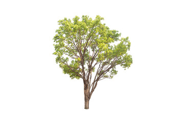 green tree isolated on transparent background with clipping path, single tree with clipping path and