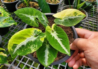 Wall Mural - Stunning yellow and green variegated leaves of Syngonium Scrambled Eggs