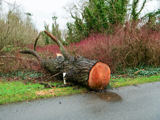 Wall Mural - a road with trees on either side and a large fallen tree in the middle. the road is covered in leave
