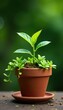© dadtophoto - A small terracotta pot filled with a creeping inch plant and some colorful foliage, green, pot, terracotta