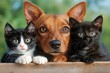 © malayeka - Dog and two kittens posing together. (1)