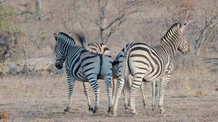 Wall Mural - two zebra maresform a protective circle around a zebra foal at balule nature reserve of kruger national park in south africa