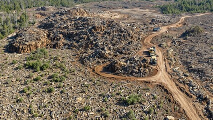 Wall Mural - Destruction of a forest with felled trees logging equipment and barren land emphasizing environmental impact and deforestation consequences