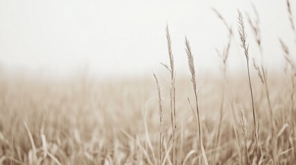 Naklejka na meble Dry Grass Field, Soft Light, Misty Day